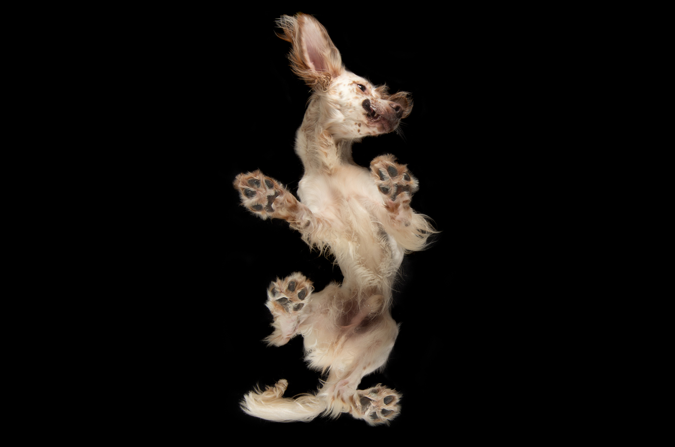 En hund med hvit og brun pels sett nedenfra. Poter og hale vises i luften