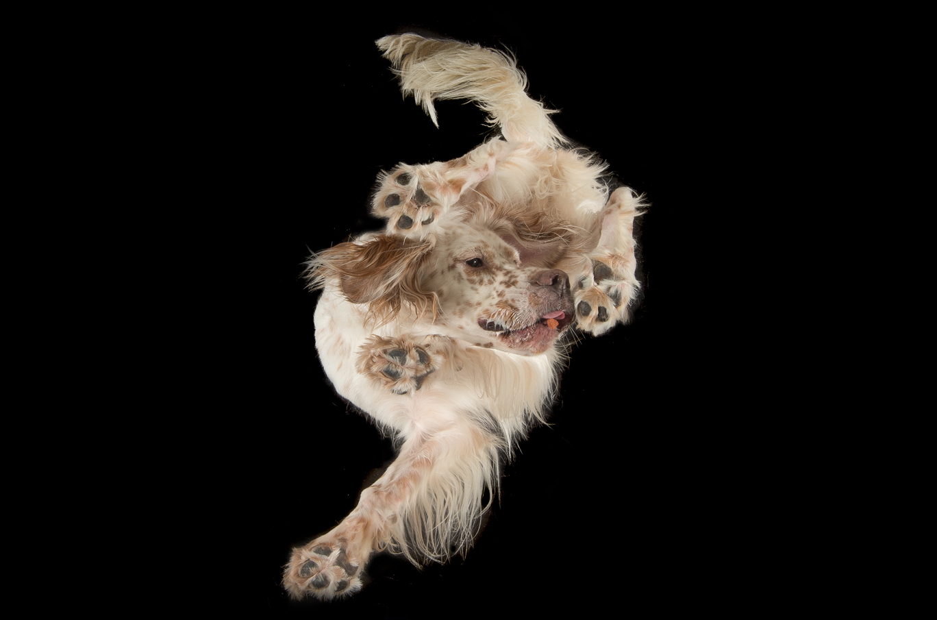 Hvit engelsk setter med flekker sett underfra, hopper lekent i luften med utstrakte poter og logrende hale