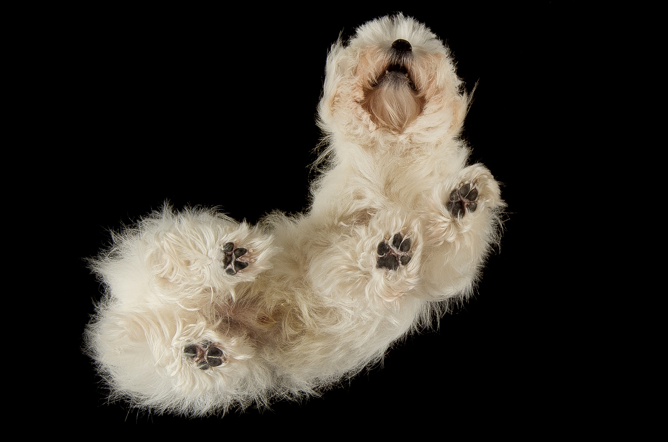 Hvit, hårete hund som ligger på ryggen med potene i været, sett fra undersiden