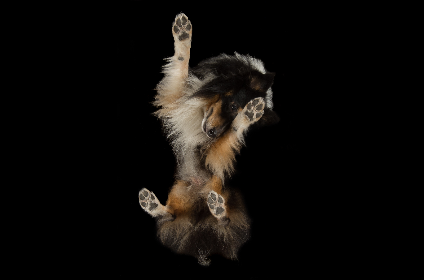 Langhåret collie sett nedenfra mot svart bakgrunn, med alle fire poter synlige i luften.