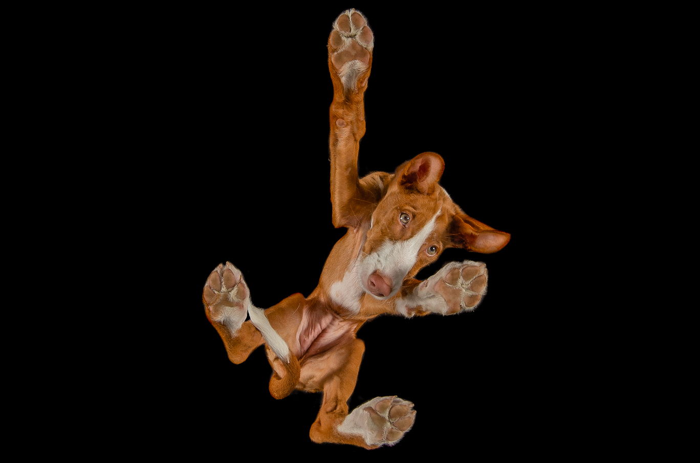 Brun hund sett nedenfra med alle fire poter spredd ut, bakgrunn i svart