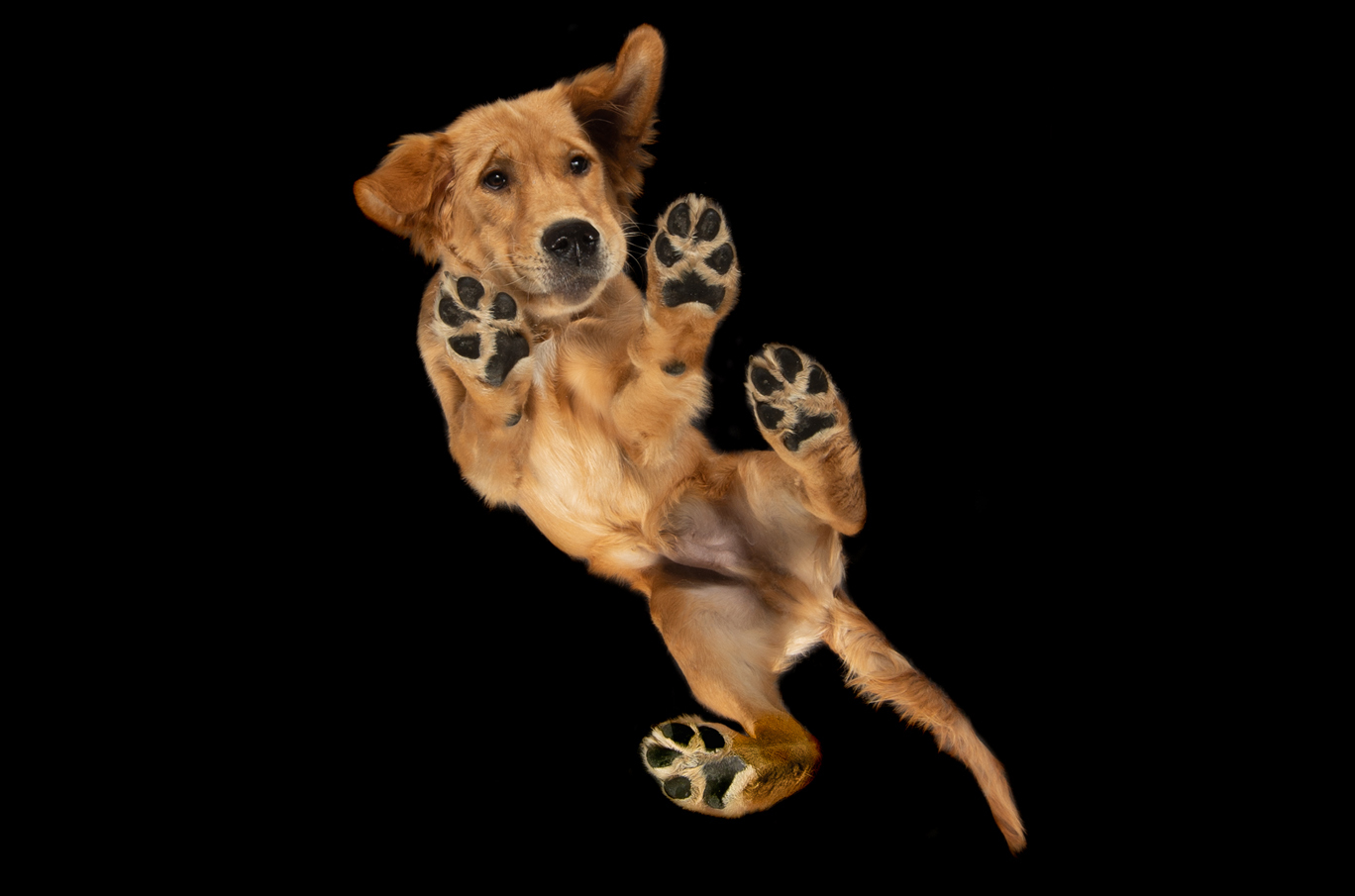 En løveunge ligger på ryggen med potene løftet opp mot kamera, mot en svart bakgrunn