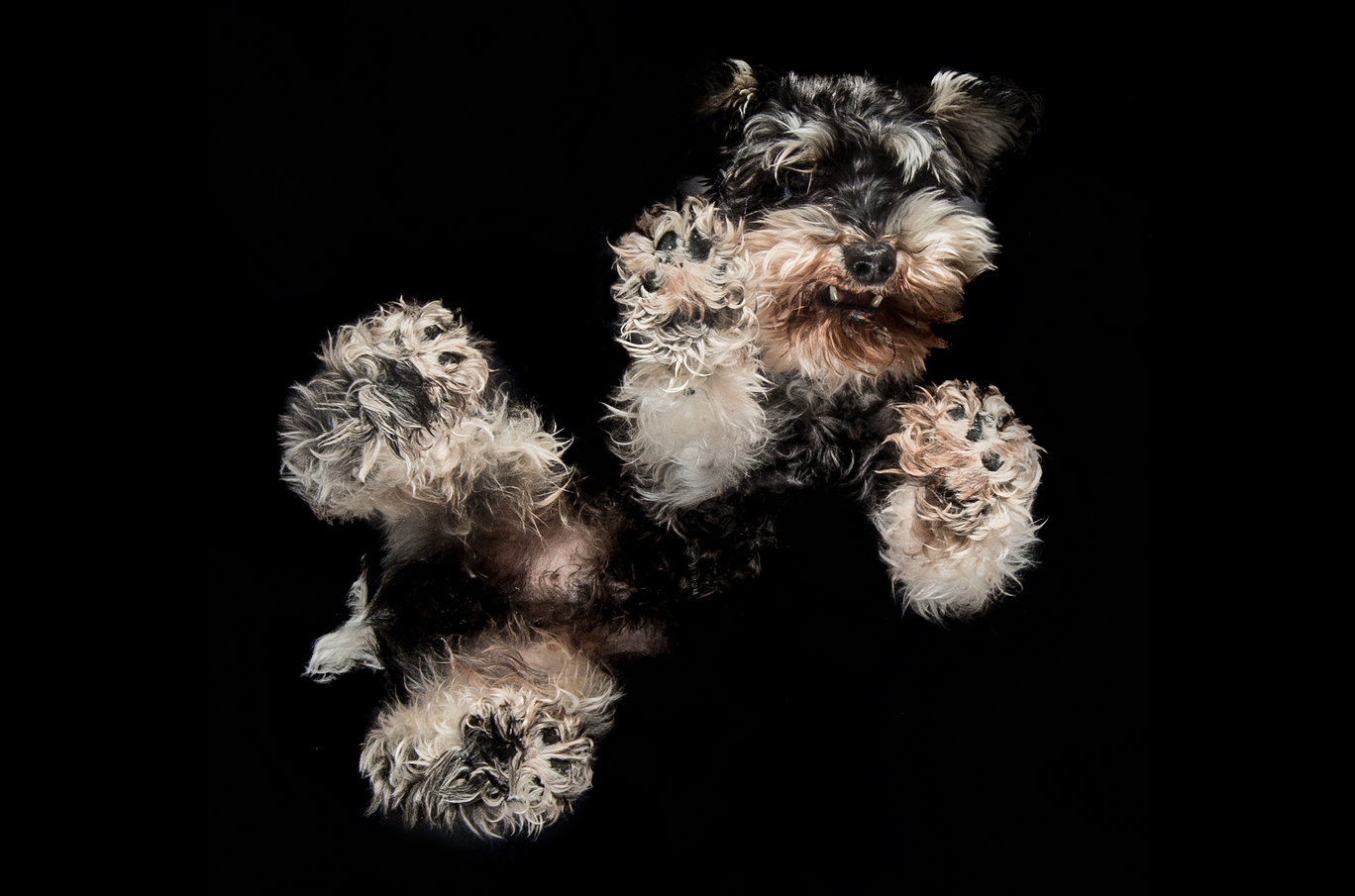 En liten hund med myk, svart og hvit pels ligger på rygg med potene opp