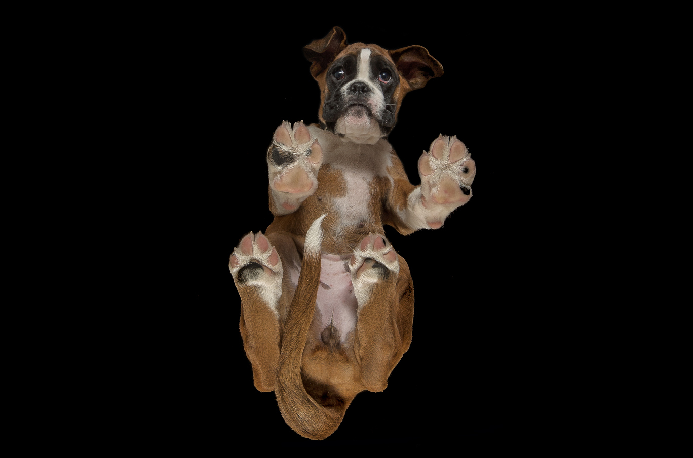 Brun og hvit bokservalp sett nedenfra, liggende på rygg med potene strukket oppover