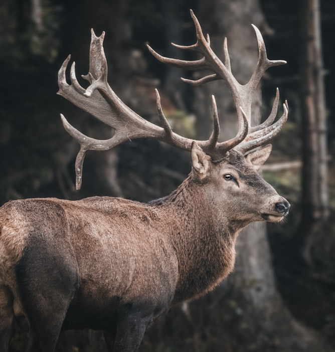 En majestetisk hjort med stort gevir står i skogen, omgitt av dempet bakgrunn og trær