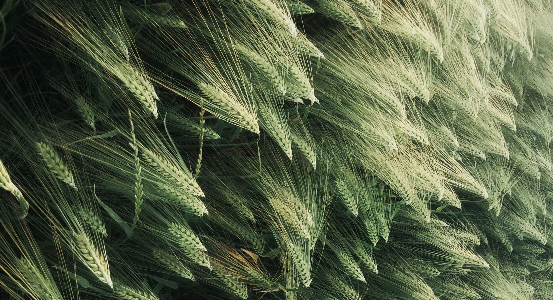 Grønne hveteaks med lange, tynne strå som vaier lett i vinden