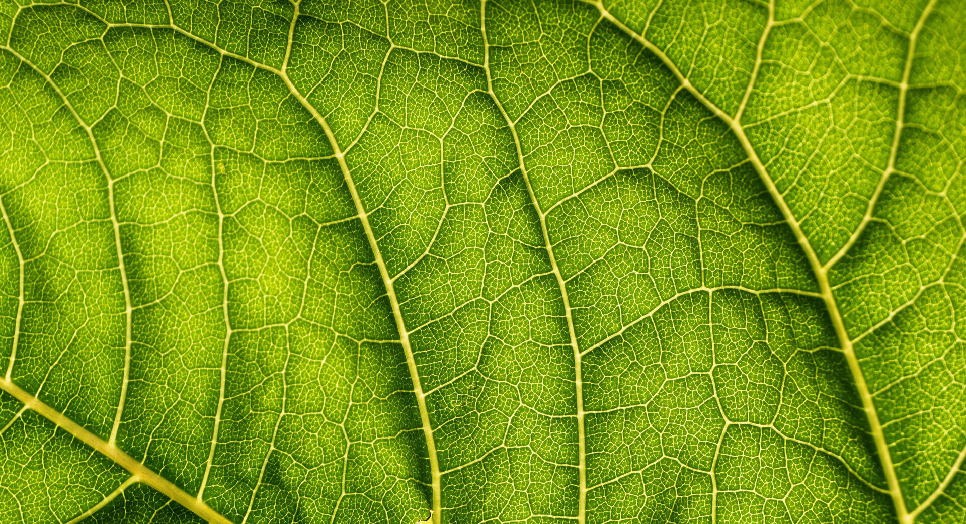 Nærbilde av et grønt blad med tydelige årer som danner et mønster