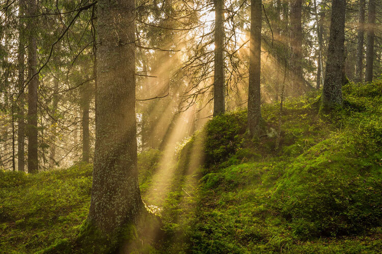 Solstråler som skinner gjennom trær i en grønn og frodig skog Solstråler som skinner gjennom trær i en grønn og frodig skog