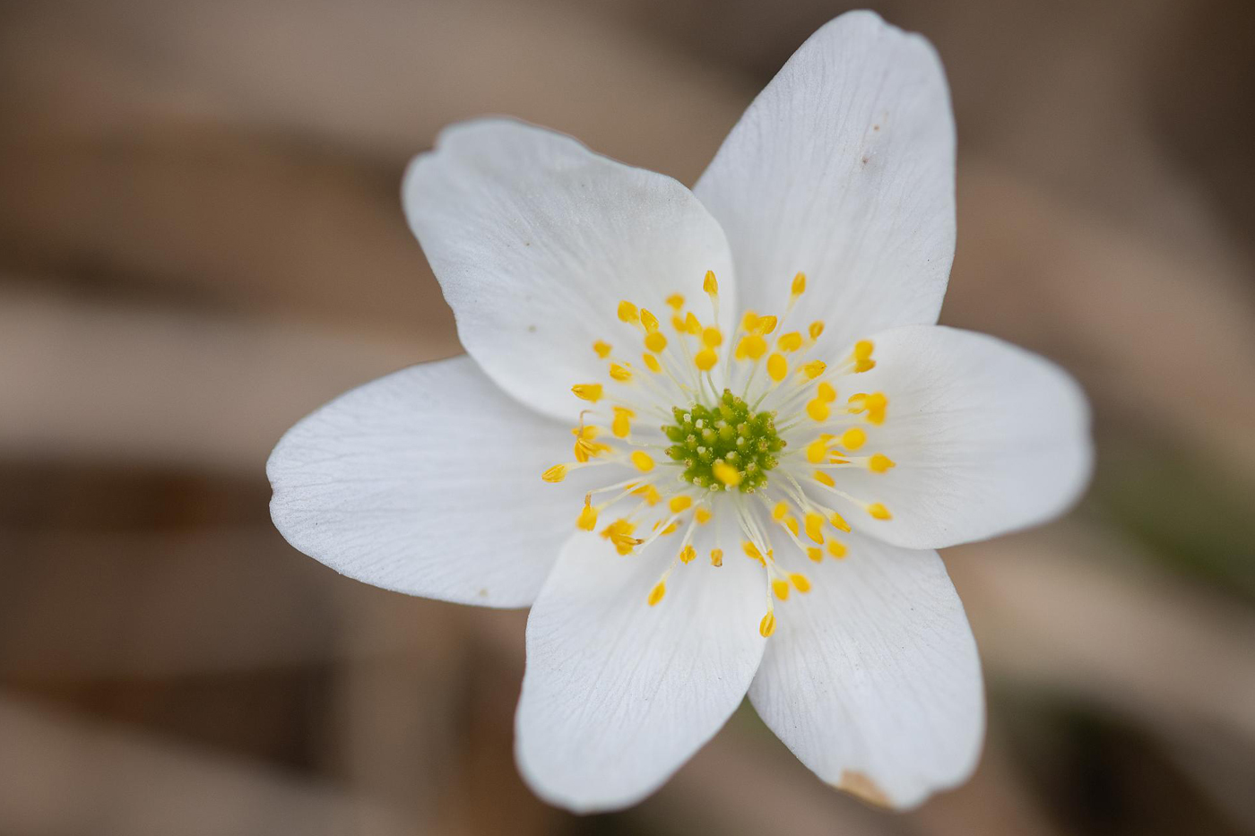 Eksempelbilder