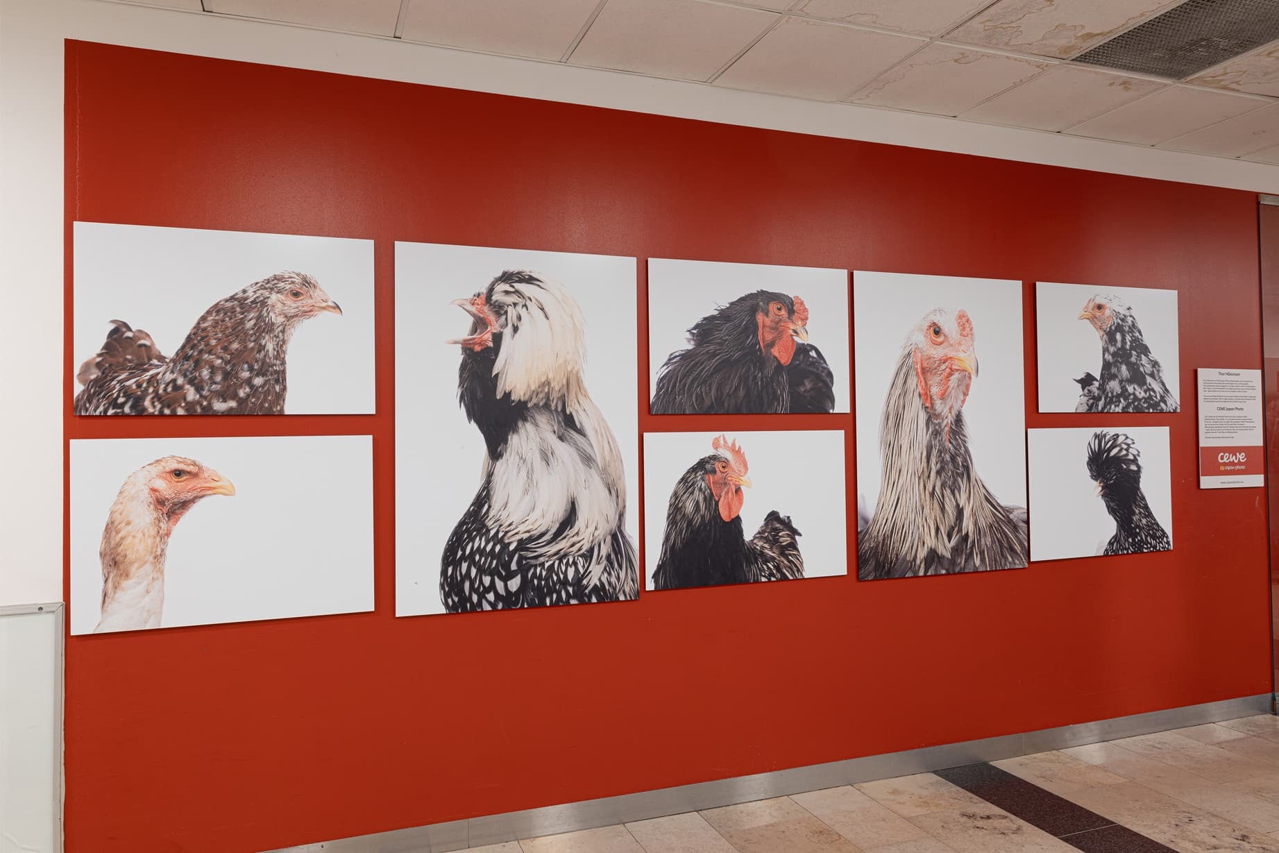 Nærbilde av flere hønseportretter i ulike poseringer, montert på en mørkerød vegg